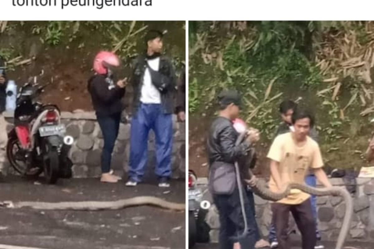 Warga menunjukkan ular king kobra di handphone miliknya. Ular tersebut jatuh dari pohon ke Jalan Raya Bandung-Cirebon tepatnya di kawasan Cadaspangeran, Sabtu (21/12/2019) sore. AAM AMINULLAH/KOMPAS.com