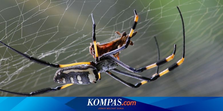 Spiders Engineer Nets for Noise Reduction