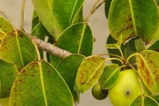 Manchineel, Pohon Kematian Penuh Racun yang Bisa Membunuh Seketika