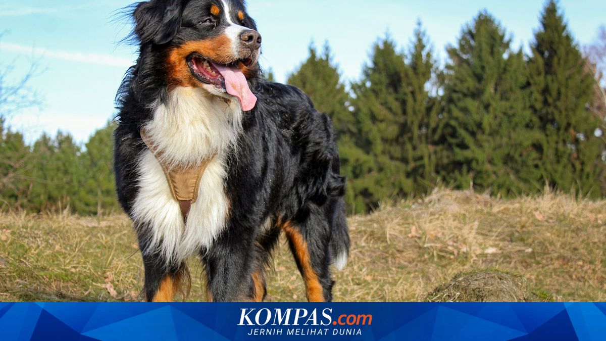 7 Ras Anjing Besar Terbaik untuk Mereka yang Suka Melancong