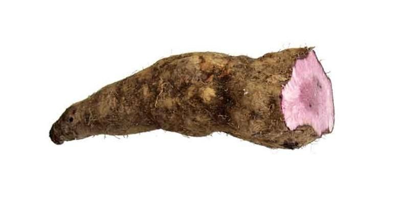 Belajar Tanam Yam Dari Nigeria Halaman All Kompas Com Belajar Tanam Yam Dari Nigeria Halaman All Kompas Com