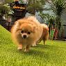 Karena Anjing pun Butuh Bermain