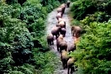 Kawanan Gajah Liar Rusak Puluhan Hektare Kebun Warga di Aceh Utara