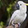 5 Burung yang Tidak Cocok Dipelihara jika Ada Anak-anak di Rumah