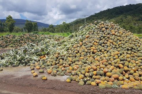 Ratusan Ton Nanas di Australia Dibiarkan Membusuk