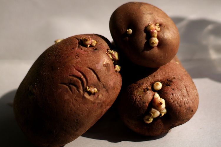 Ilustrasi bibit kentang bertunas