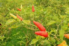 Tutup Tahun, Harga Cabai Rawit Merah Tembus Rp 80.000 Per Kg