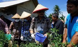 Mentan SYL Panen Perdana Cabai Hasil Integrated Farming Petani Milenial Lampung