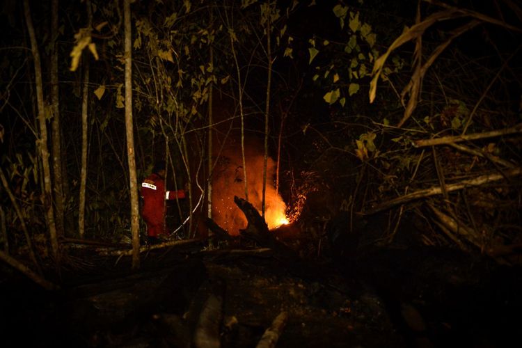 Karhutla Ancam Habitat Orangutan Ambon di Hutan Labanan Berau, Evakuasi Mulai Disiapkan
