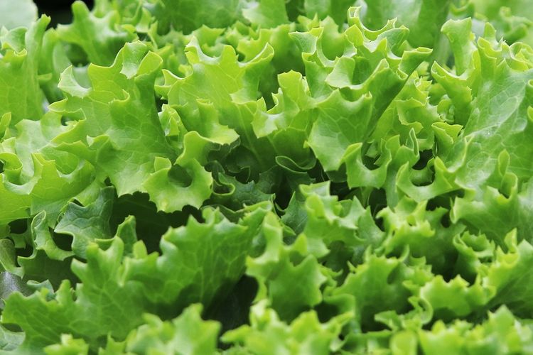 Ilustrasi tanaman selada, menanam selada keriting. 
