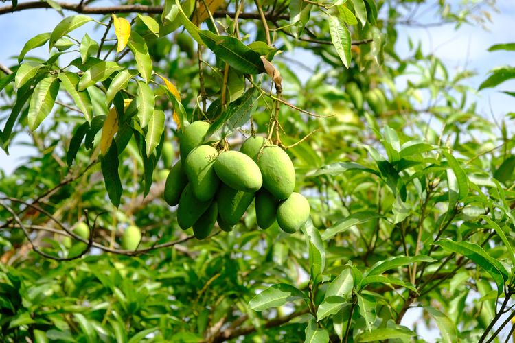 Ilustrasi mangga harum manis, pohon mangga harum manis, tanaman mangga.