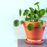 Mengenal Chinese Money Plant dan Cara Menanamnya