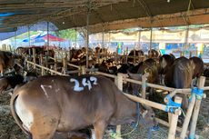 150 Sapi Terjual, Pedagang Hewan Kurban di Bekasi Akui Ada Peningkatan Tahun Ini