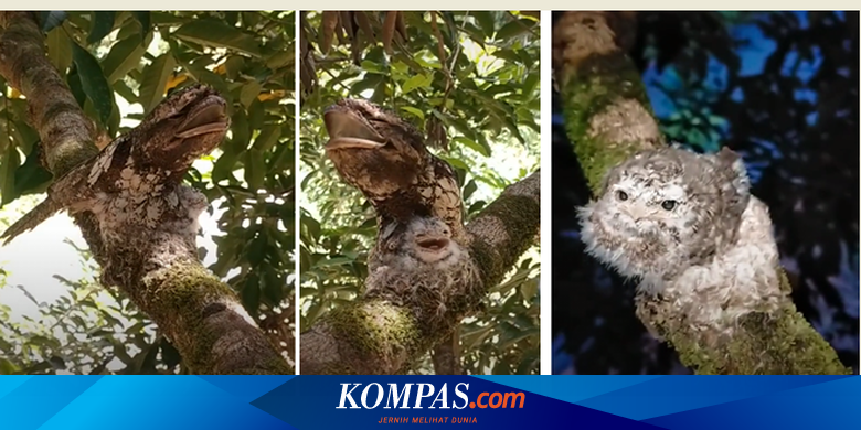 Heboh Video Burung Mirip Kayu Burung Apa Itu Simak Penjelasan Lipi Halaman All Kompas Com
