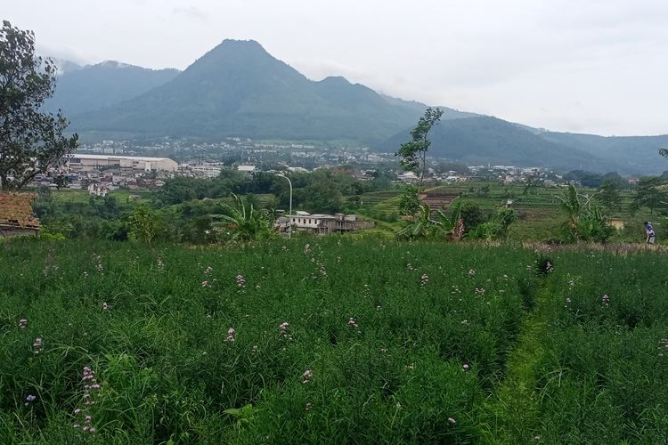 Wilayah pertanian di Desa Pandanrejo, Kota Batu, Jawa Timur. 