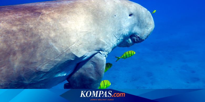 Saat Warga di Maluku Jadikan Dugong yang Terdampar sebagai Santapan, Begini Penjelasan Ahli - Vimarsana News