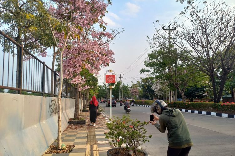 Seorang warga Semarang mengunjungi tepi Jalan Madukoro, Kota Semarang untuk melihat cantiknya bunga Tabebuya yang bermekaran, Kamis (5/10/2023).