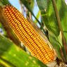 Jaga Rantai Pasok Industri, Kemenperin Dukung Penyerapan Jagung Lokal