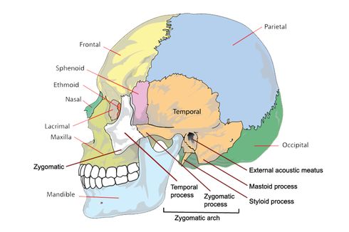 Tulang-tulang Penyusun Rangka Kepala