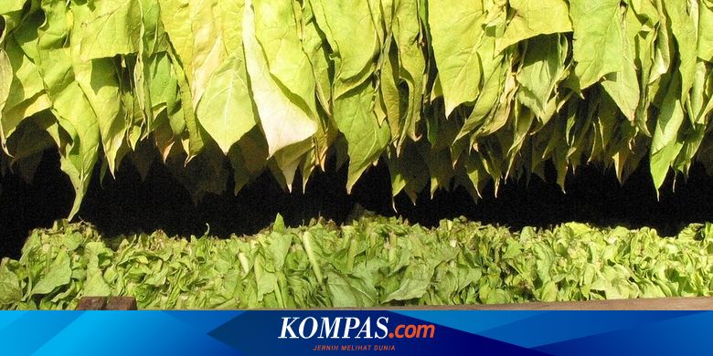 Petani Tembakau di Ngawi Menjerit, Gagal Panen dan Harga Anjlok