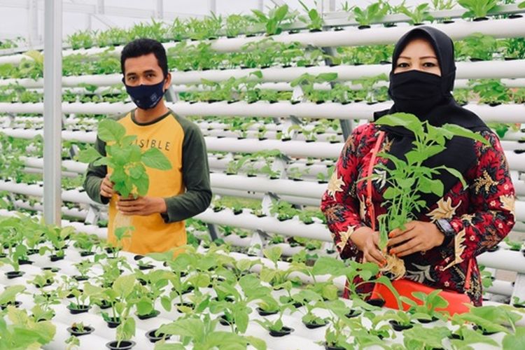 Program hidroponik sayuran Inalum mampu mencukupi kebutuhan sayuran masyarakat Kuala Tanjung, Kabupaten Batu Bara, Sumatera Utara.