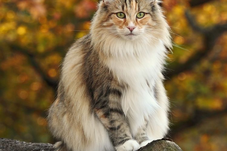 Ilustrasi kucing Norwegian forest cat. 