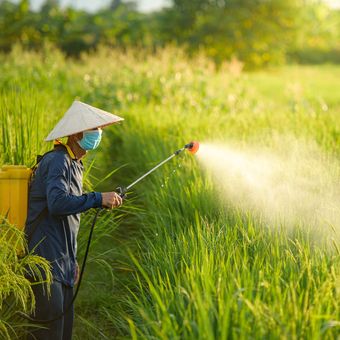 Ilustrasi penyemprotan pestisida pada tanaman padi. 