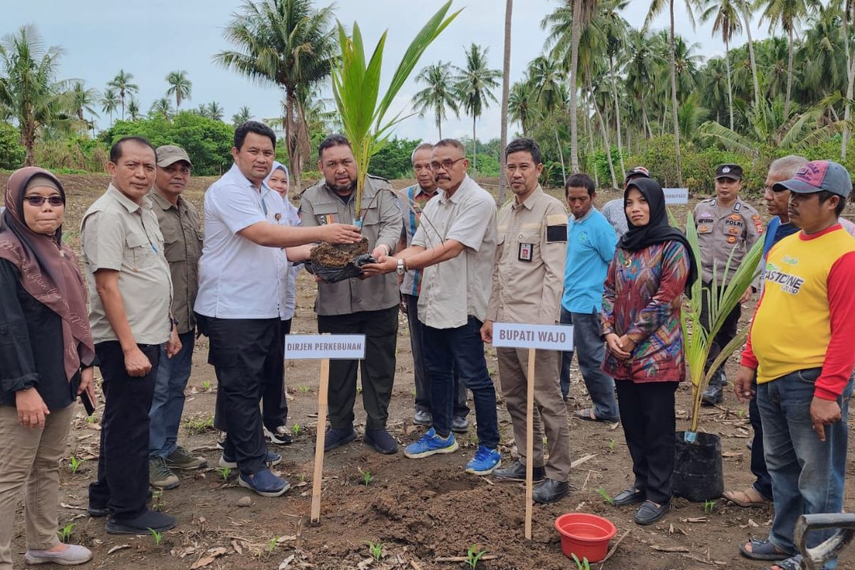 Mewakili Menteri Pertanian, Direktur Jenderal Perkebunan (Dirjen Perkebunan) Andi Nur Alam Syah menggelar pencanangan program integrasi komoditas perkebunan dengan tanaman pangan di Wajo, Sulawesi Selatan (Sulsel).
