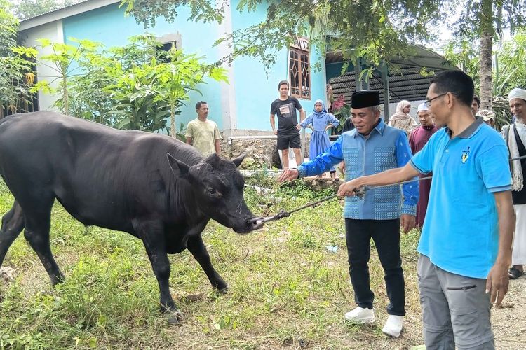 Detik-detik Bupati Manggarai Barat Nyaris Terseret Sapi Kurban Presiden Prabowo, Beratnya 753 Kg