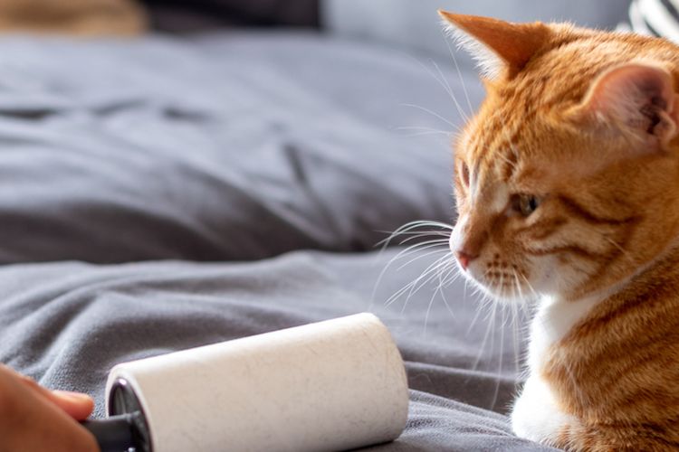 Ilustrasi lint roller yang dapat digunakan untuk menghilangkan bulu hewan peliharaan.