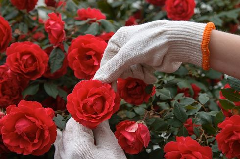 6 Kesalahan Menanam Bunga Mawar yang Harus Dihindari