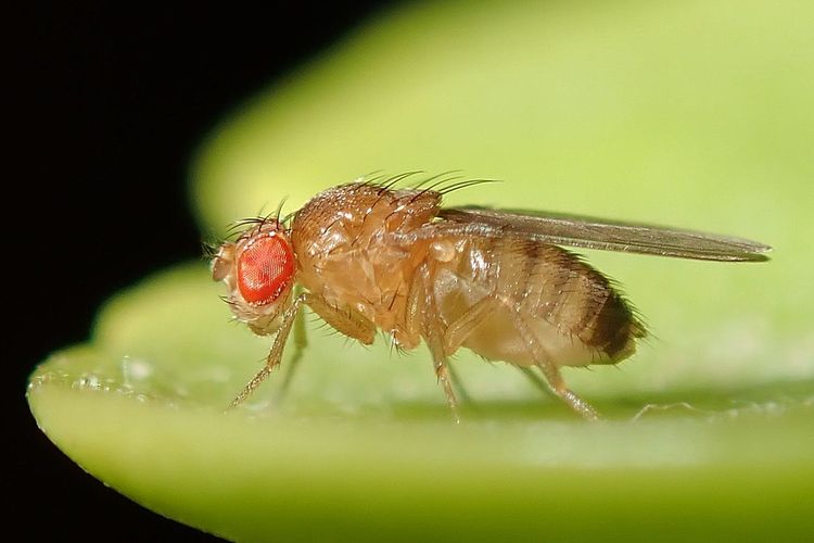 Lalat buah (Drosophila melanogaster). Lalat jantan dari spesies ini diketahui mengeluarkan zat kimia yang membuat lalat betina tetap tidur setelah kawin.