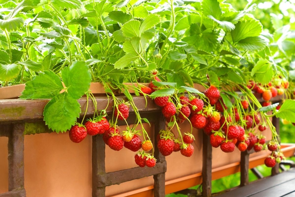 Ilustrasi menanam strawberry di pot.
