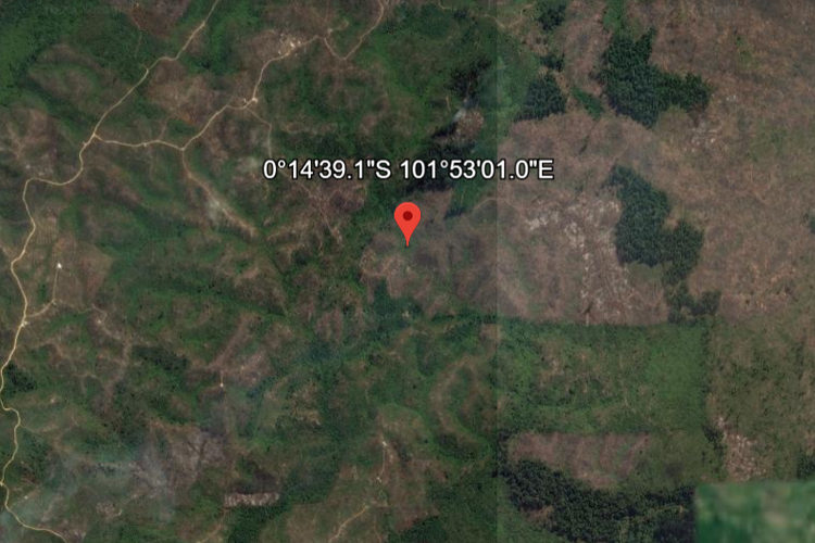 Foto Taman Nasional Tesso Nilo dari Tahun 2025.