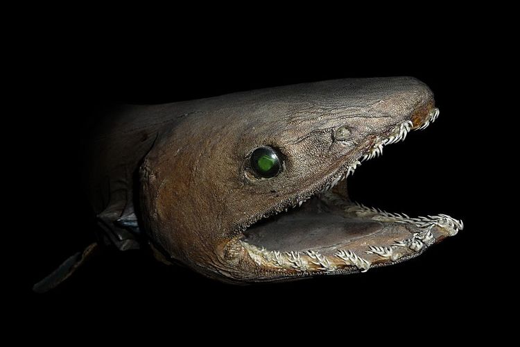 Frilled shark, hewan dengan masa kehamilan terlama