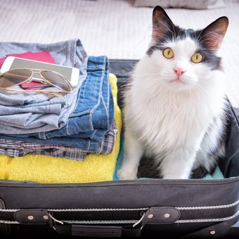 Ilustrasi kucing peliharaan ikut mudik atau berlibur