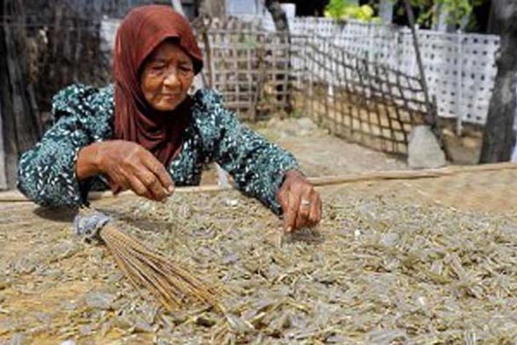 Pencari lorjuk menjemur lorjuk yang telah direbus. Setelah dikeringkan lorjuk dibuat beragam olahan makanan, sedangkan air rebusan dibuat menjadi petis.