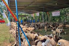 Gembiranya Warga Gunungkidul Dapat Bantuan 1.600 Domba dari Singapura, Ada Tambahan Hewan Kurban