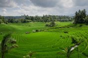 Indonesia Bidik 12 Juta Hektare Lahan Terdegradasi untuk Pangan dan Biofuel