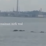 Ramai soal Penampakan Pesut di Teluk Balikpapan, Hewan Air Apakah Itu?