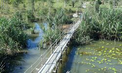 Mengenal Tebat Rasau, Lahan Basah Purba di Belitung Timur