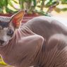 5 Fakta Kucing Sphynx, Kucing Tanpa Bulu yang Suka Berteman