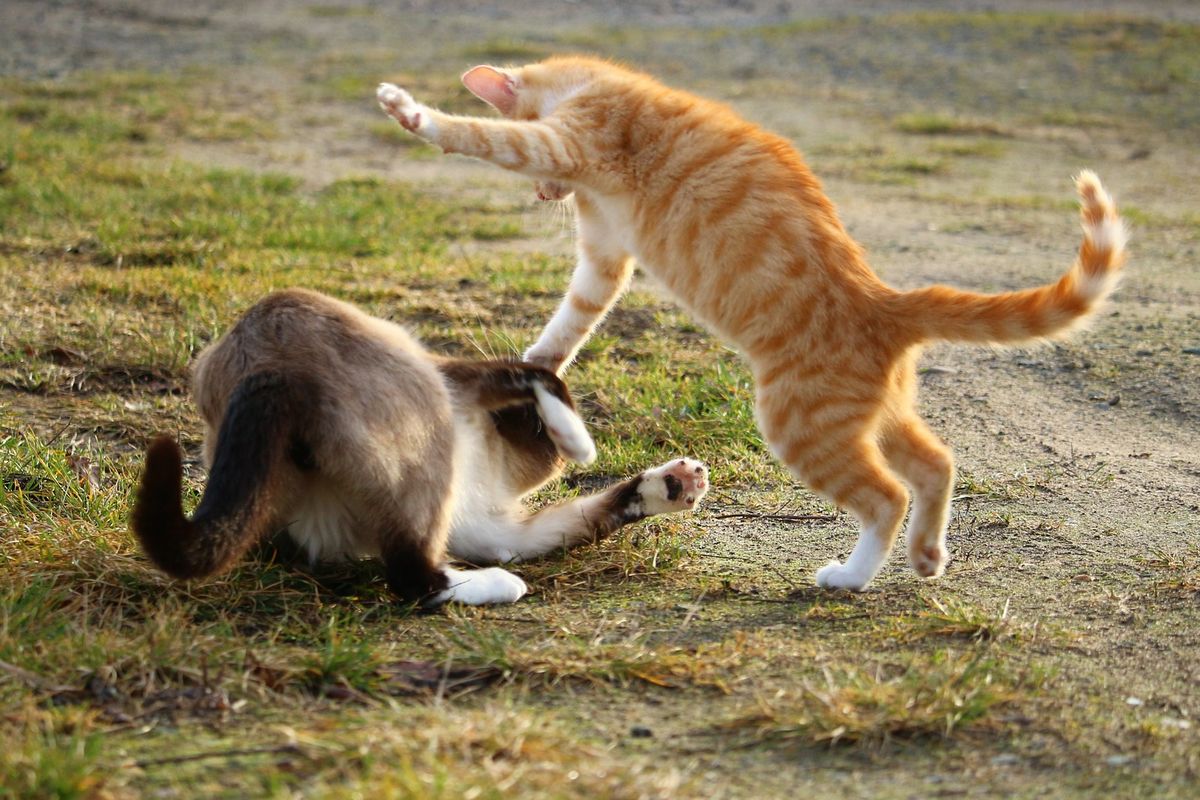 Ilustrasi kucing berkelahi. 