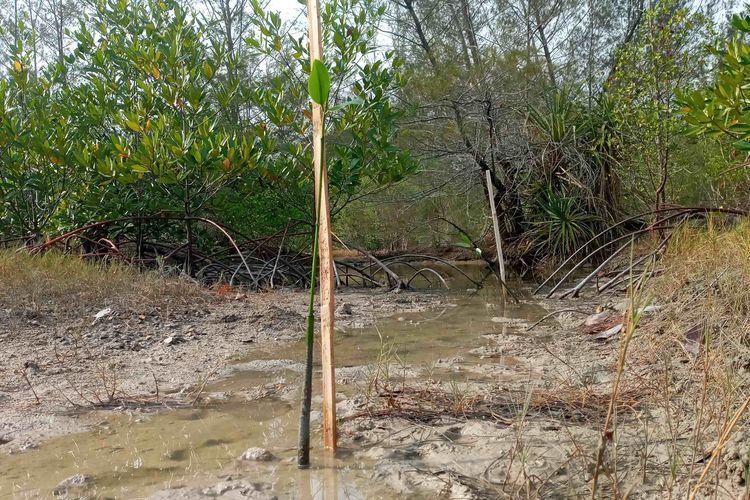 Bibit pohon mangrove yang ditanam di pantai lintas timur Bangka, Kepulauan Bangka Belitung, Jumat (13/10/2023).