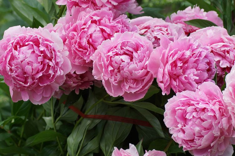 Ilustrasi bunga peony.