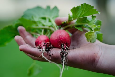 6 Tips Mulai Berkebun Sayuran di Rumah, Panduan buat Pemula