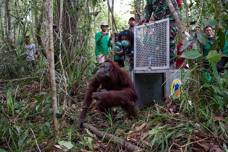 Orangutan bernama Mama Sifa dilepaskan ke hutan di wilayah Ketapang, Kalimantan Barat, Jumat (11/10/2019). Sifa dan induknya, Mama Sifa, sebelumnya diselamatkan dari dekat lokasi kebakaran hutan dengan kondisi dehidrasi dan kurus akibat kekurangan nutrisi selama beberapa hari.
