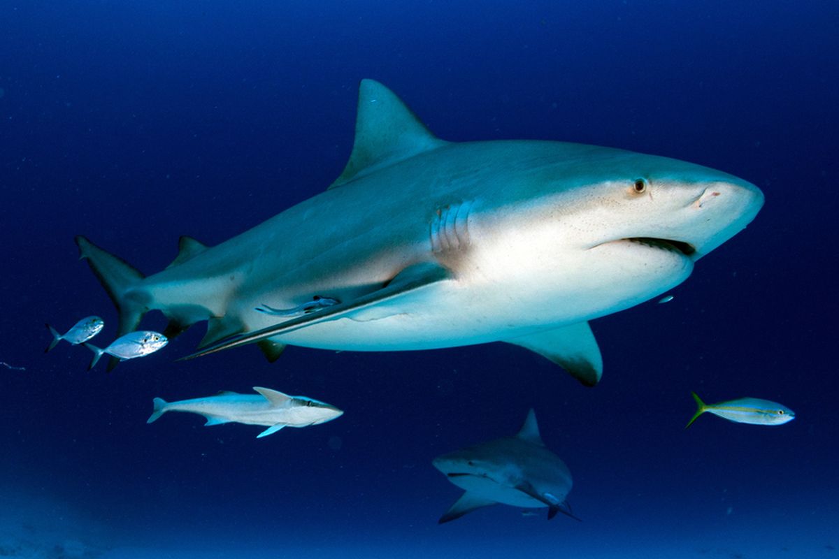 Hiu banteng (Carcharhinus leucas) merupakan salah satu hiu yang dapat hidup di air tawar, meski pun habitat utama predator ini di laut.