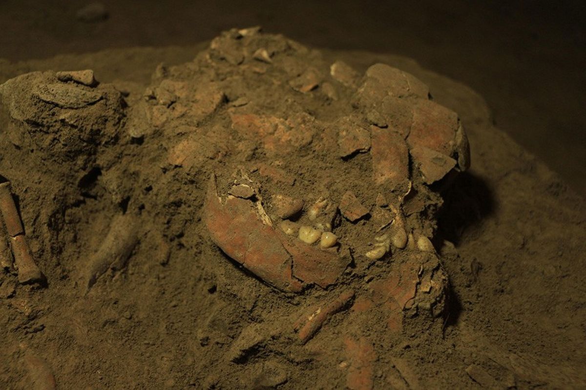 Tengkorak dan gigi terkompresi seorang wanita muda yang dijuluki Bessé ditemukan di dalam gua Leang Panninge, situs arkeologi gua prasejarah batu kapur yang ada di Kabupaten Maros, Sulawesi Selatan, Indonesia. Universitas Hasanuddin