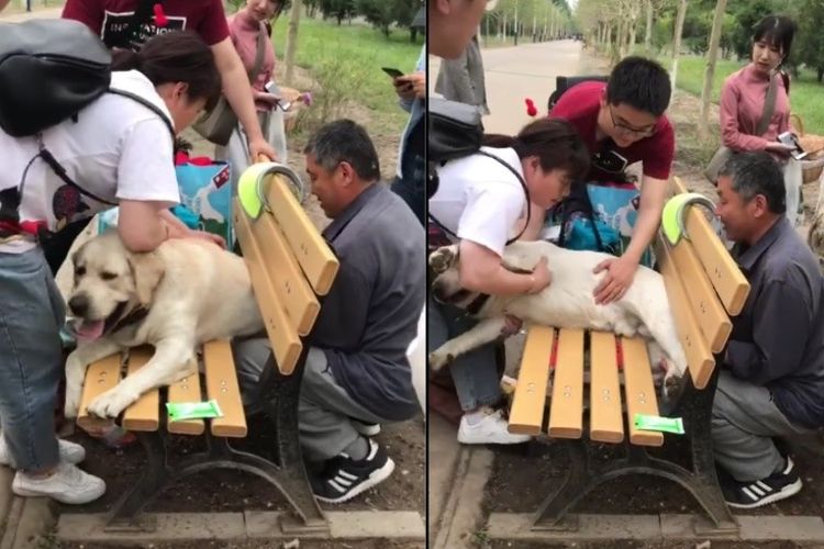 Zhuang Zhuang, seekor mantan anjing polisi jenis Labrador ketika berusaha dikeluarkan dari bangku taman di Beijing, China. Si pemilik mengatakan, anjing itu jadi gemuk sejak pensiun dari kesatuan.